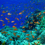 Rio Ocean Week 2026 chega ao Museu do Amanhã com shows gratuitos