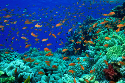 Rio Ocean Week 2026 chega ao Museu do Amanhã com shows gratuitos
