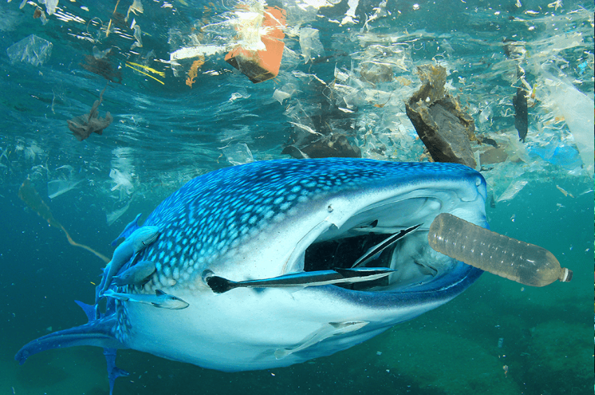Rio Ocean Week 2026